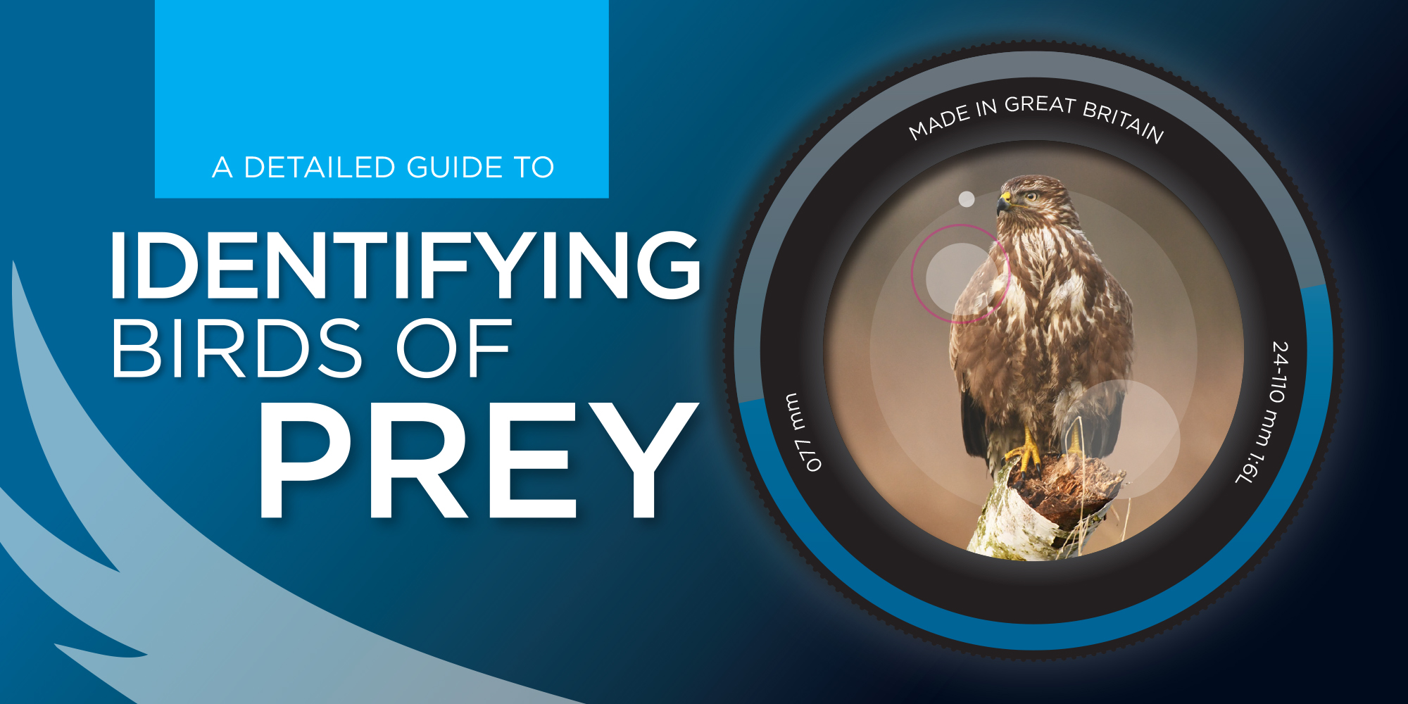 Birds of Prey in the UK (Complete Guide)