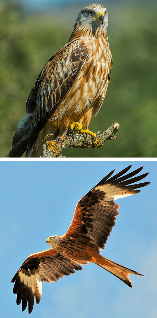 Identify birds of prey